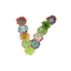 Succulent Letter V