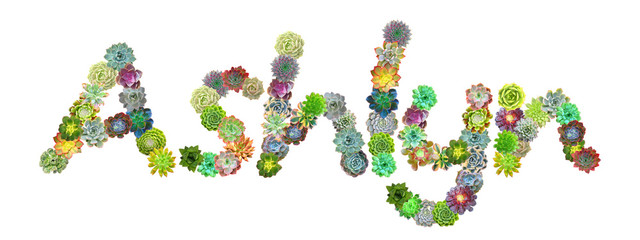 Ashlyn Succulent Name