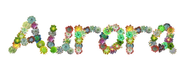 Aurora Succulent Name