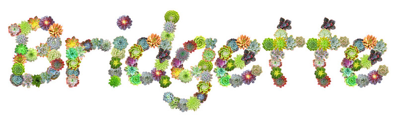 Bridgette Succulent Name