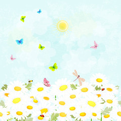 field of blooming wild camomile with flying butterflies for your