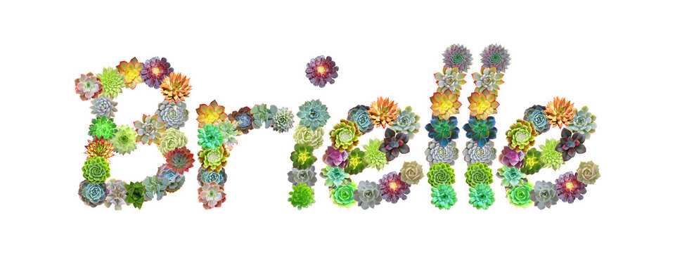 Brielle Succulent Name