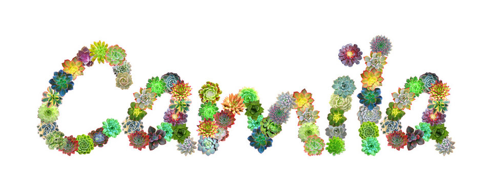 Camila Succulent Name