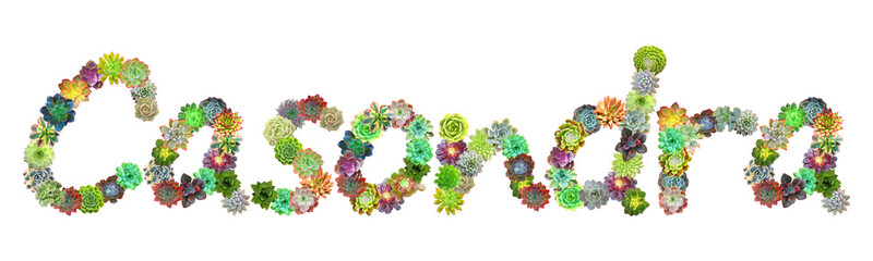 Casondra Succulent Name