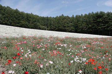 夏の花畑