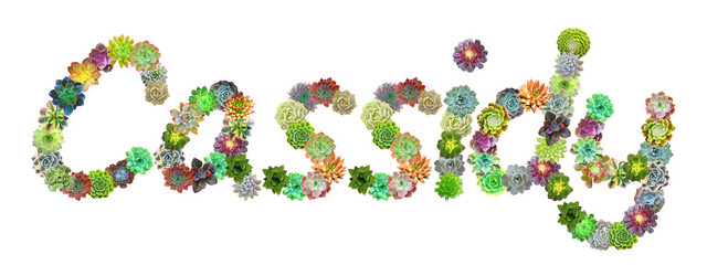 Cassidy Succulent Name