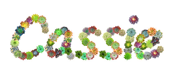Cassie Succulent Name
