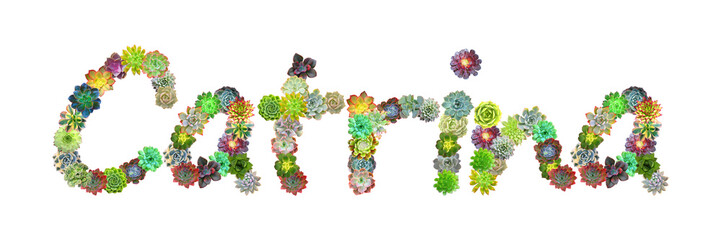 Catrina Succulent Name