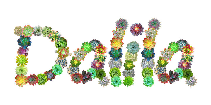Dalila Succulent Name