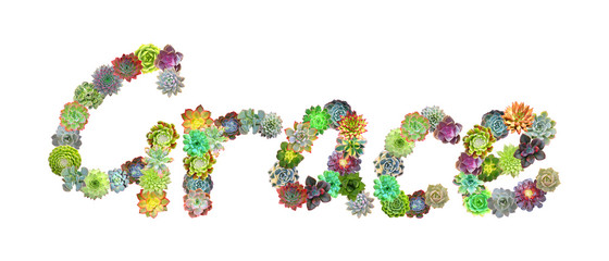 Grace Succulent Name