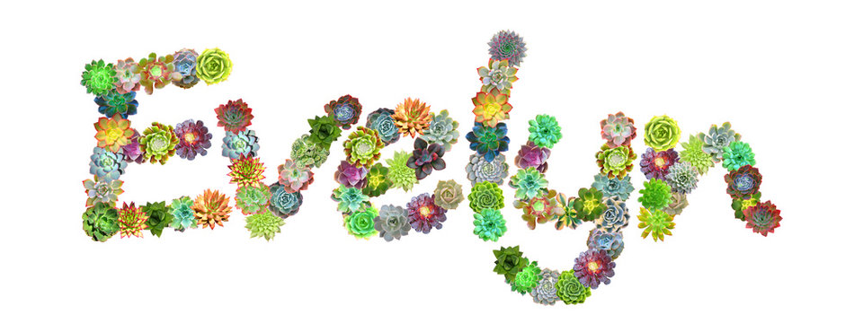 Evelyn Succulent Name