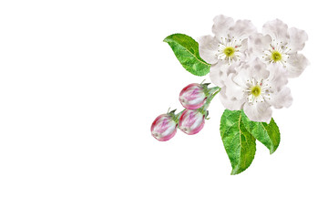 Flowering branch of apple isolated on a white background. Spring