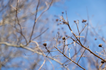 Winter dead branch in the blue sky