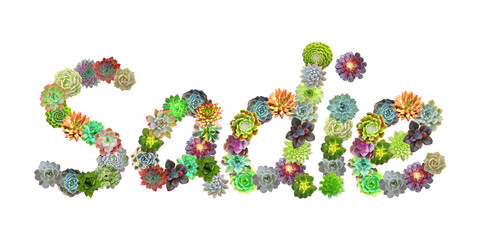 Sadie Succulent Name
