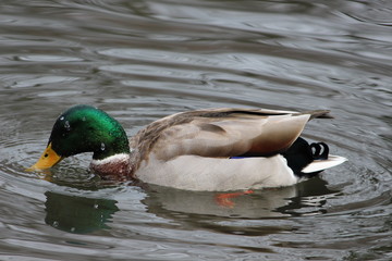 Colorful duck swimming in the pond in morning