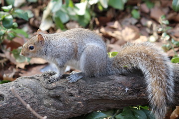 Naklejka na ściany i meble Anxious looking squirrel with beautiful tail in outdoor