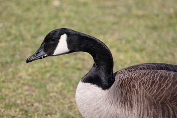 Curious looking Goose in park