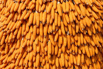 sweety dry corns