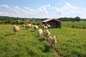 Agricultural background. Curious sheep grazing at a farm in Midwest USA.