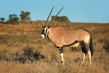 Naklejka na ściany i meble A gemsbok antelope (Oryx gazella) in natural habitat, Kalahari desert, South Africa.