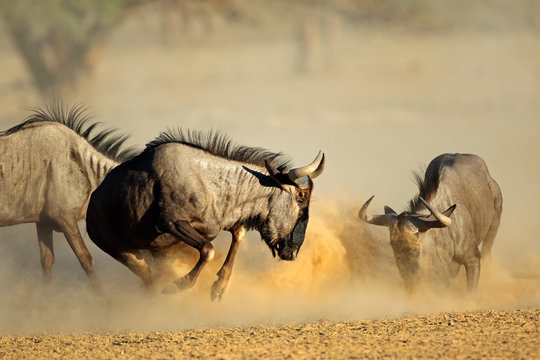 Two blue wildebeest Connochaetes taurinus) fighting, Kalahari desert, South Africa.