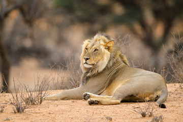Male African lion (Panthera leo) resting in natural habitat, Kalahari desert, South Africa.