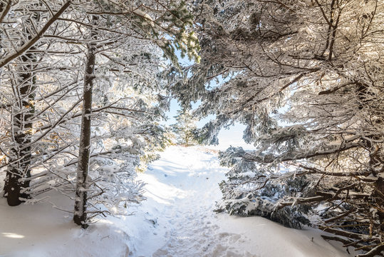 Fototapeta Hiking on the Appalachian Trail the day after a snow storm near Carvers Gap along the Tennessee and North Caroina border.