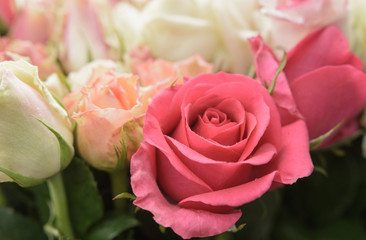 Beautiful pink roses background
