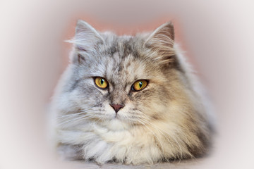 Persian cat isolated