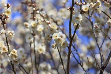 Fototapeta premium Flowering of plums in Tokyo - Japanese early spring -