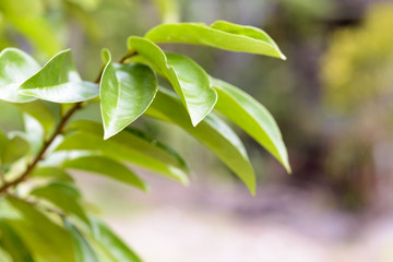 Soursop leaf or Soursop tree.herb for health and detoxcification and etc