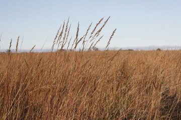 Fototapeta premium Wheat Field