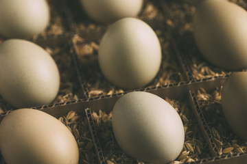 Organic Eggs on Sawdust