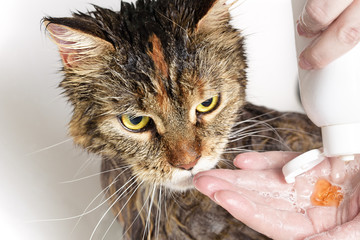 Wet cat in the bath