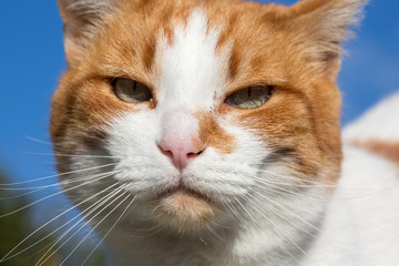 Portrait of domestic cat