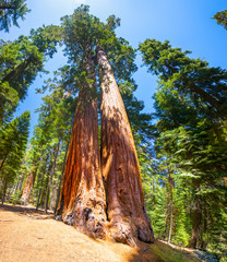 Giant sequoia tree in Yosemite National Park, California, USA.  Looking up. - 134173682