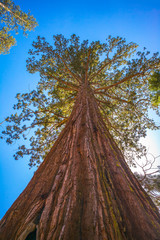 Giant sequoia tree in Yosemite National Park, California, USA.  Looking up.