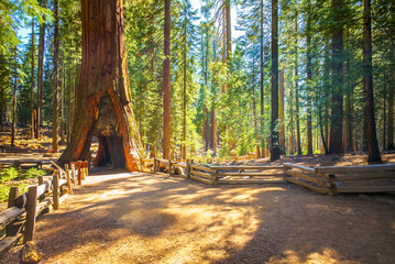 Tunnel Tree, Mariposa Grove, Yosemite National Park, California, USA - Sequoia tree - 134173866