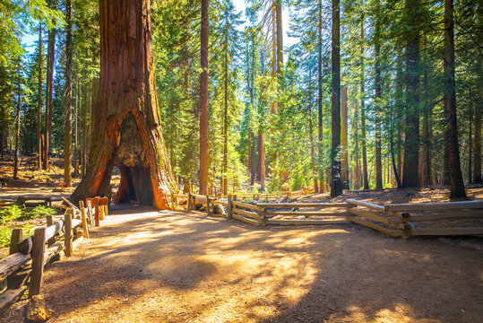 Tunnel Tree, Mariposa Grove, Yosemite National Park, California, USA - Sequoia tree
