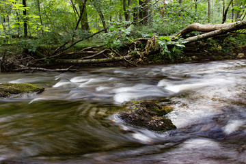 Obraz premium Woodland River