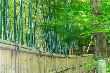 Kyoto, Japan at the bamboo forest.