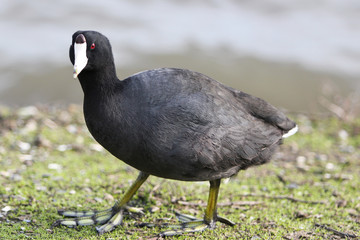 American coot