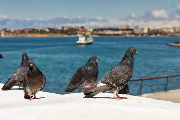flock of pigeons