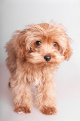 portrait shaggy puppy