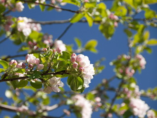 ветка цветущей яблони на размытом фоне