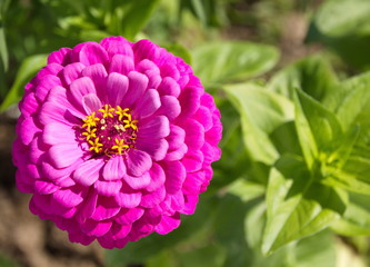 Fototapeta premium цветок циннии на зеленом растительном фоне 