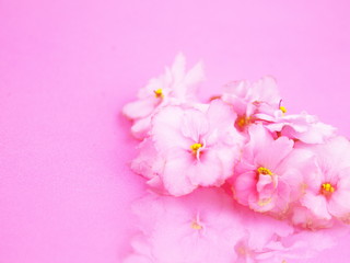 Naklejka na ściany i meble розовые цветы на розовом фоне