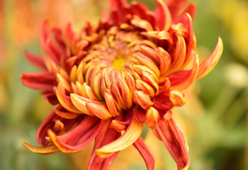 Red spider mum chrysanthemum flower