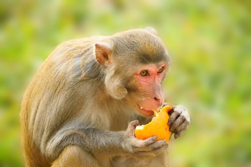 Close up of a monkey eating an orange.