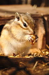 クルミを食べるシマリス